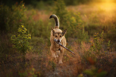 Dog running in a field