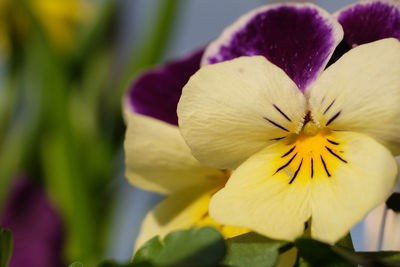 Close-up of purple flower