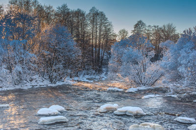 View of birds on snow covered land