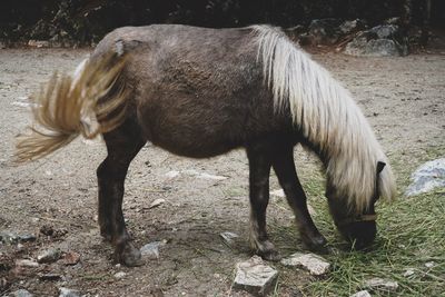 Horse grazing in a field