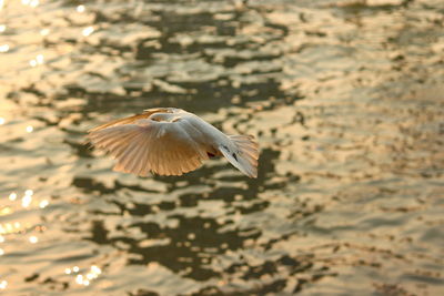 Close-up of eagle flying over water