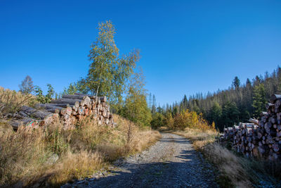 Road amidst trees against clear blue sky