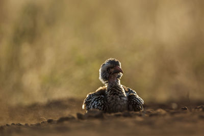 Close-up of bird perching on field