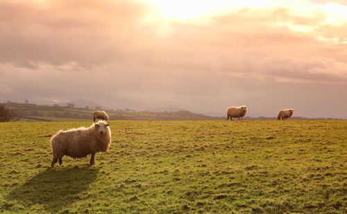 Sheep grazing on grassy field during sunrise