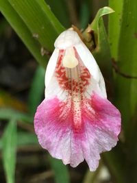 Close-up of flower against blurred background
