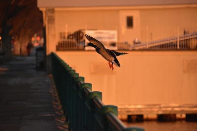 Bird flying over water