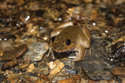 Close-up of frog swimming in sea