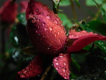 Close-up of wet red rose in rainy season