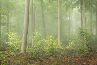 Trees in forest