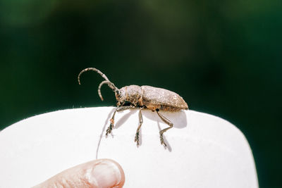 Close-up of insect on hand against blurred background