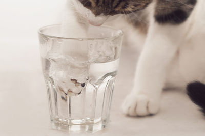 Cat drinking water from glass