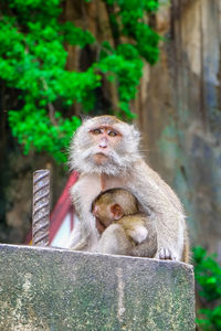 Monkeys sitting on stone wall