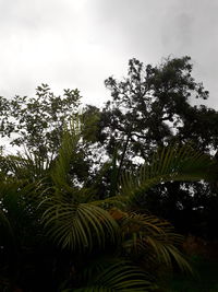 Trees growing in forest against sky