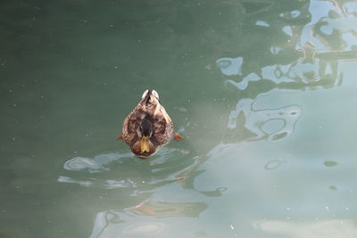 High angle view of duck swimming in water