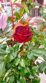 Close-up of rose roses