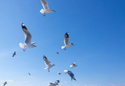 Low angle view of seagulls flying in sky