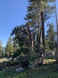 Trees on field against clear sky