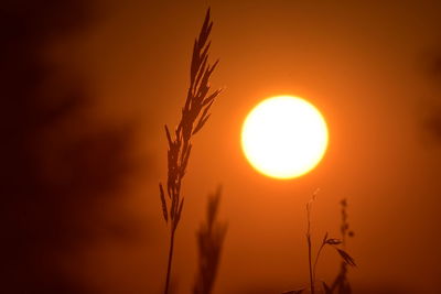 Close-up of silhouette plant on field against orange sky