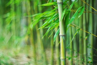 Close-up of bamboo plant