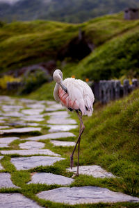 View of bird on rock