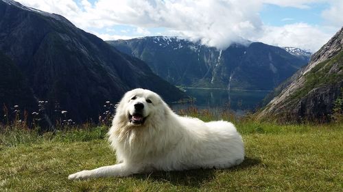 View of dog on mountain against sky