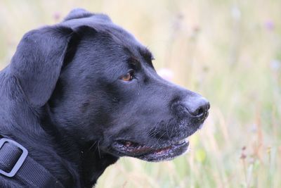 Close-up of dog looking away