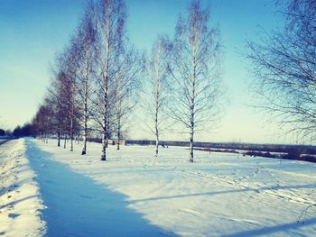 Bare trees on snow covered landscape