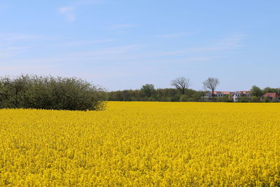 Scenic view of oilseed rape field against sky