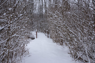 Snow covered trees in forest