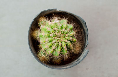 High angle view of potted cactus plant