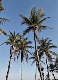 Palm trees