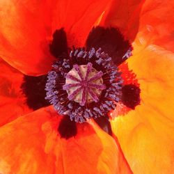 Close-up of red flower
