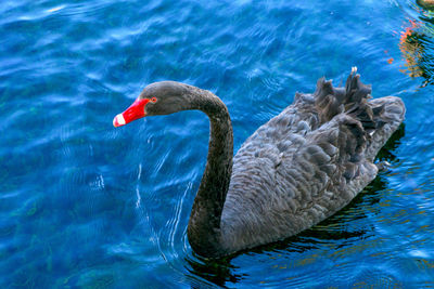 Swan swimming in lake