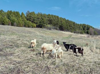 Goats graze in a meadow near the forest against a blue sky with clouds