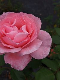 Close-up of pink rose