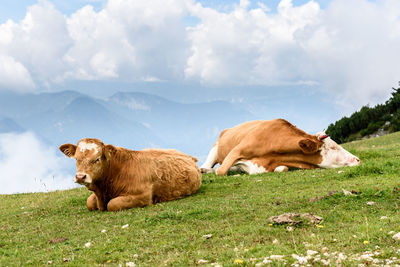 Cows sitting on field against cloudy sky