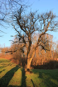 Bare trees on grassy field