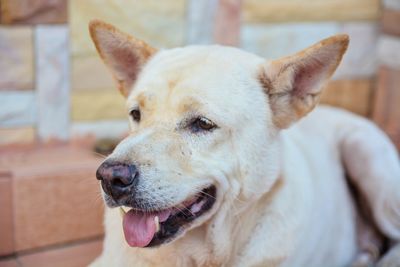 Close-up portrait of dog