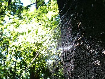 Low angle view of spider on web