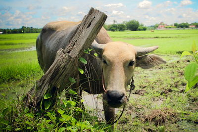 Close-up of cow on field against sky
