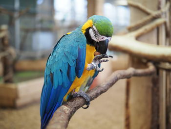Close-up of parrot perching on branch