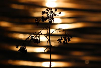 Close-up of silhouette plant against lake during sunset