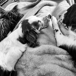 Close-up of dogs sleeping