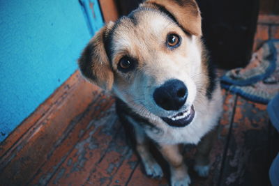 High angle portrait of dog sitting at home