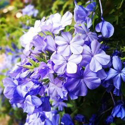 Close-up of purple flowering plants