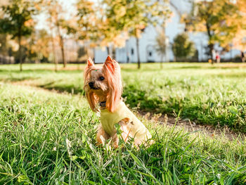 Dog looking away on field