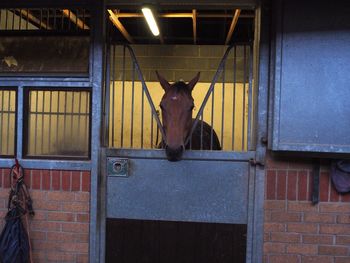 Portrait of young woman in stable