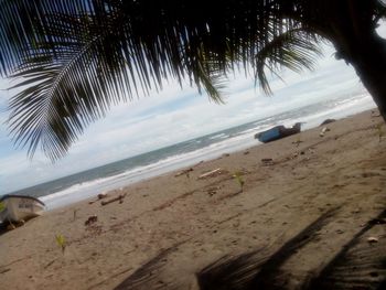 Palm trees on beach