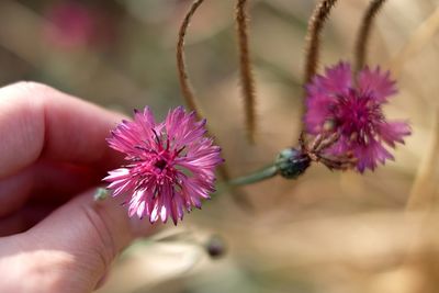 Close-up of hand holding pink flower