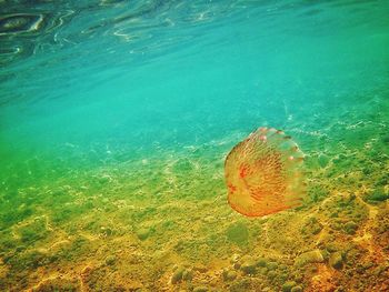 Close-up of jellyfish swimming in sea